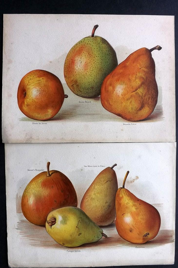 Wright, John 1890's Pair of Fruit Prints. First Edition: Chromolithographs Published 1890-4 by J.S. Virtue & Co, London for "The Fruit Growers Guide" First Edition by John Wright. Paper Size: 11 x 8.5 inch (28 x 22cm) Minor background toning, images fine