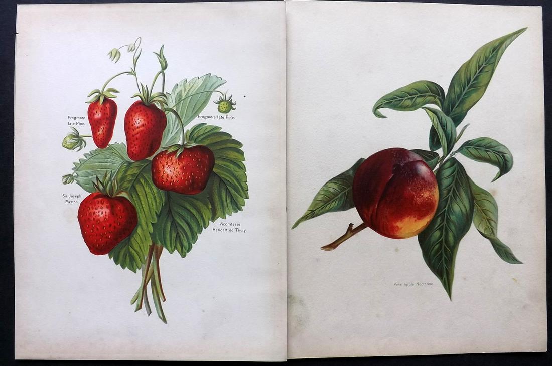 Wright, John 1890's Pair of Fruit Prints. First Edition: Chromolithographs Published 1890-4 by J.S. Virtue & Co, London for "The Fruit Growers Guide" First Edition by John Wright. Paper Size: 11 x 8.5 inch (28 x 22cm) Minor background toning, images fine