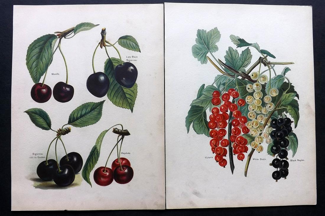 Wright, John 1890's Pair of Fruit Prints. First Edition: Chromolithographs Published 1890-4 by J.S. Virtue & Co, London for "The Fruit Growers Guide" First Edition by John Wright. Paper Size: 11 x 8.5 inch (28 x 22cm) Minor background toning, images fine