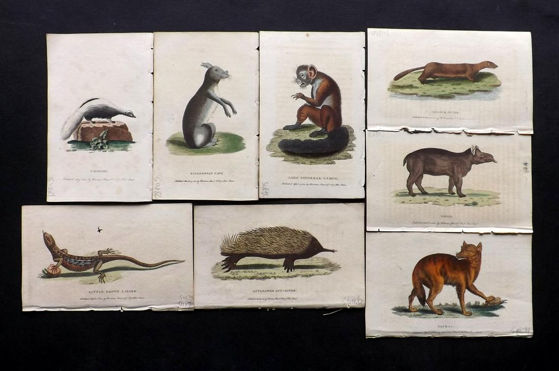 After George Edwards C1800 Lot of 8 Hand Col Prints: Hand Colored Copper Plate Published 1798-1802 by Harrison et al., London for "The Naturalist's Pocket Magazine; or, Compleat Cabinet of the Curiosities and Beauties of Nature" Most are engraved after