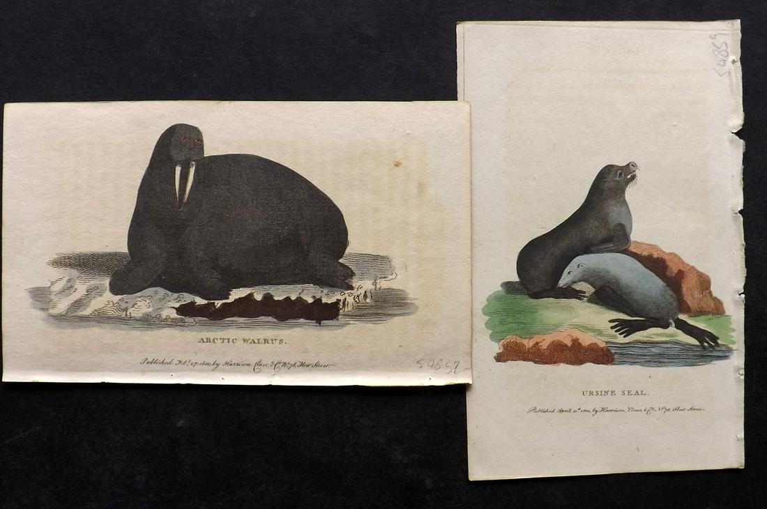 After George Edwards C1800 Pair HC Prints. Seal Walrus: Hand Colored Copper Plate Published 1798-1802 by Harrison et al., London for "The Naturalist's Pocket Magazine; or, Compleat Cabinet of the Curiosities and Beauties of Nature" Most are engraved after