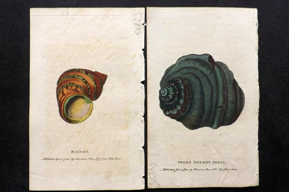 After George Edwards C1800 Pair of Hand Col Shell: Hand Colored Copper Plate Published 1798-1802 by Harrison et al., London for "The Naturalist's Pocket Magazine; or, Compleat Cabinet of the Curiosities and Beauties of Nature" Most are engraved after