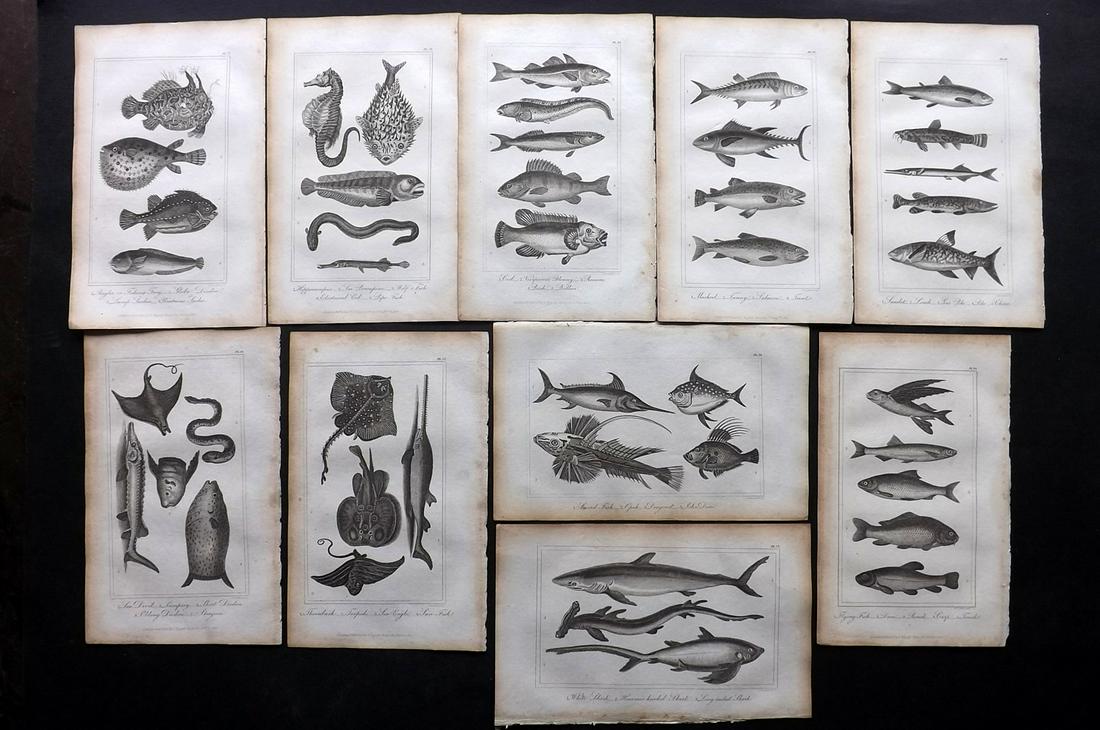 Buffon, Comte de 1821 Lot of 10 Prints. Fish, Sharks: Steel Engravings/Etchings Published 1821, London for "Buffon's Natural History Abridged" by The Comte de Buffon. Paper Size: 8.5 x 5 inch (22 x 13cm) Some margin toning, otherwise Good Condition