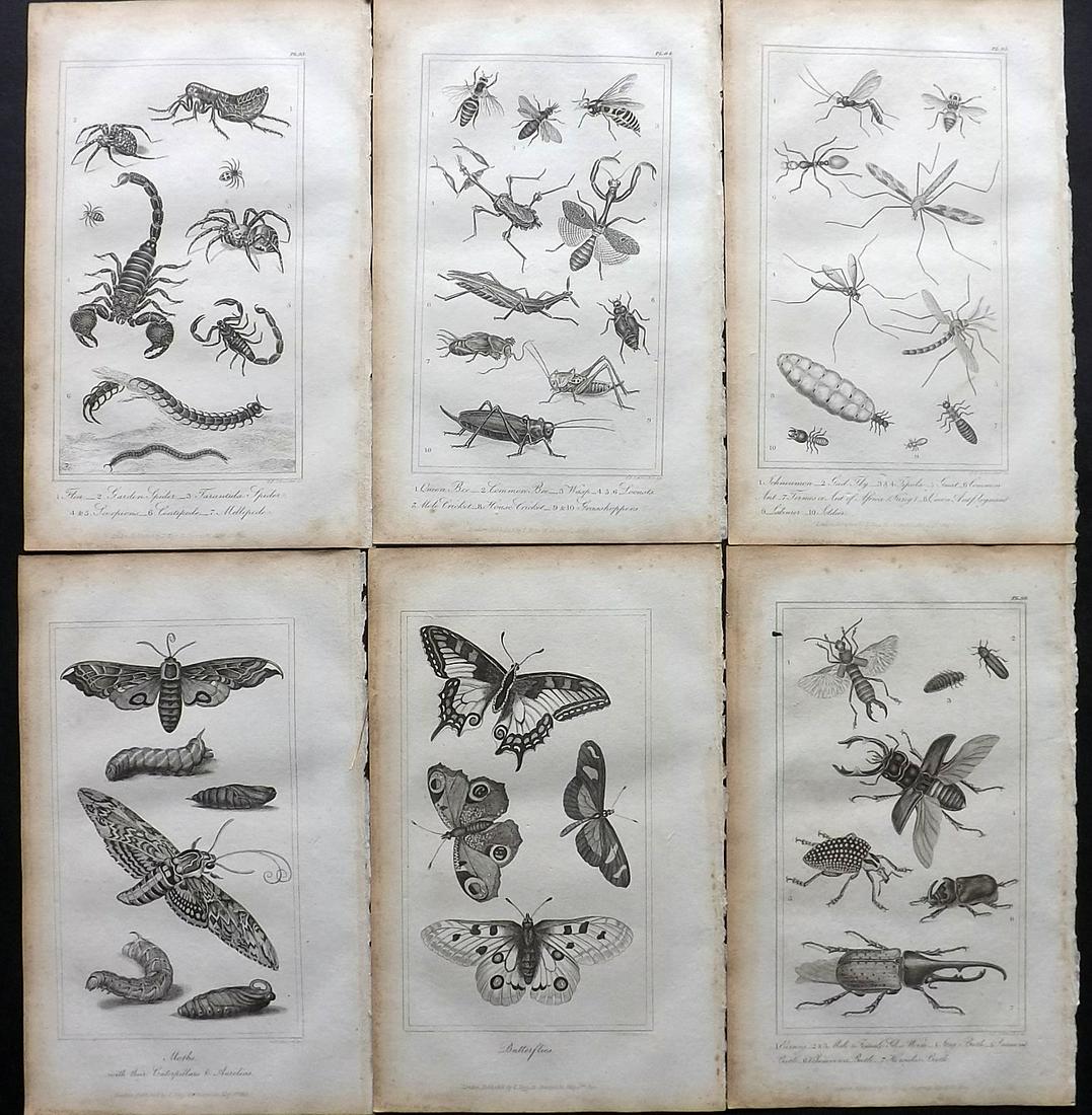 Buffon, Comte de 1821 Lot of 6 Prints. Insects: Steel Engravings/Etchings Published 1821, London for "Buffon's Natural History Abridged" by The Comte de Buffon. Paper Size: 8.5 x 5 inch (22 x 13cm) Some margin toning, otherwise Good Condition