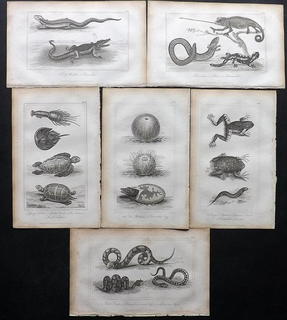 Buffon, Comte de 1821 Lot of 7 Prints. Reptiles: Steel Engravings/Etchings Published 1821, London for "Buffon's Natural History Abridged" by The Comte de Buffon. Paper Size: 8.5 x 5 inch (22 x 13cm) Some margin toning, otherwise Good Condition