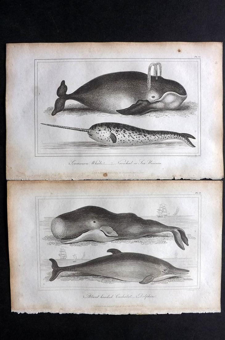 Buffon, Comte de 1821 Pair of Prints. Whales, Dolphin (1 of 2)