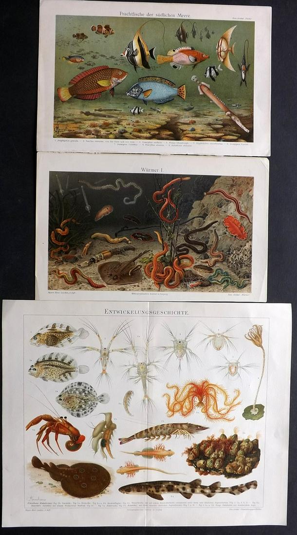Meyer, Joseph 1890's Lot of 3 Fish & Sea Life Prints: Chromolithographs Published 1893-97, Leipzig for "Meyers Konversations-Lexikon" by Joseph Meyer et al. Centre fold as published. Paper Size: Up to 12 x 9.5 inch (31 x 25cm) Good Condition