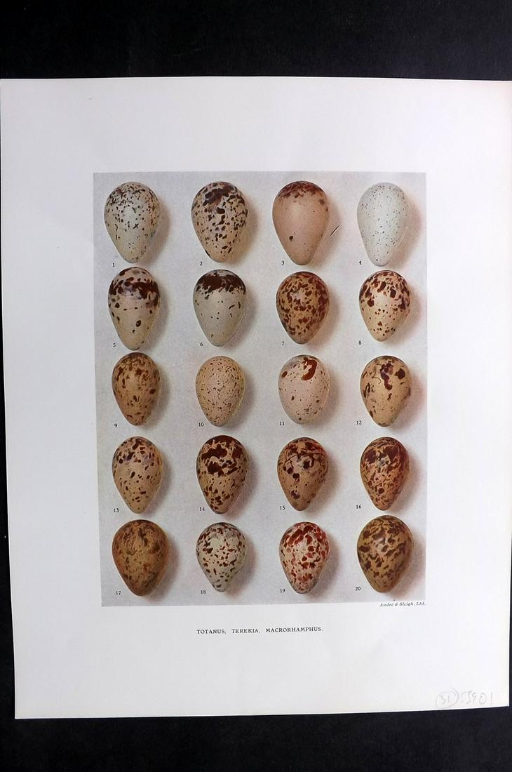 Dresser, Henry 1910 Bird Egg Print. Totanus: Folio Halftone Lithograph Published 1905-10, London for "Eggs Of The Birds Of Europe..." by Henry Dresser. Rare. Paper Size: 13 x 10 inch (33 x 25cm) Good Condition