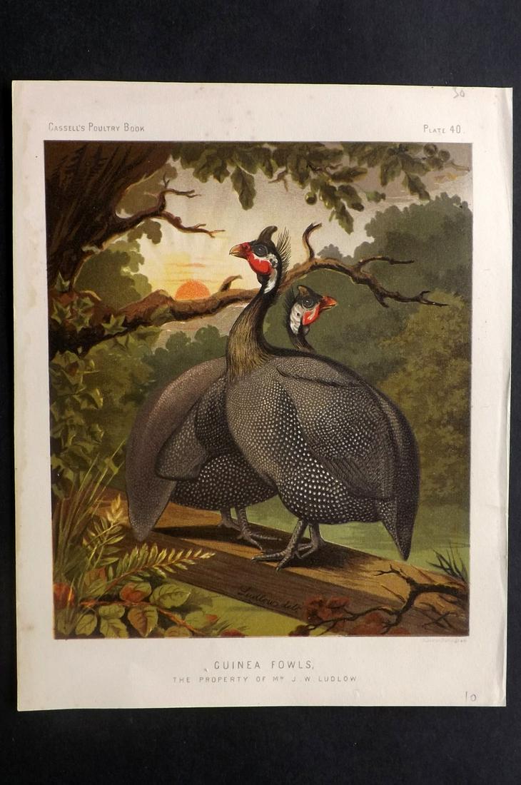 Ludlow & Wright C1880 Poultry Print. Guinea Fowls (1 of 2)