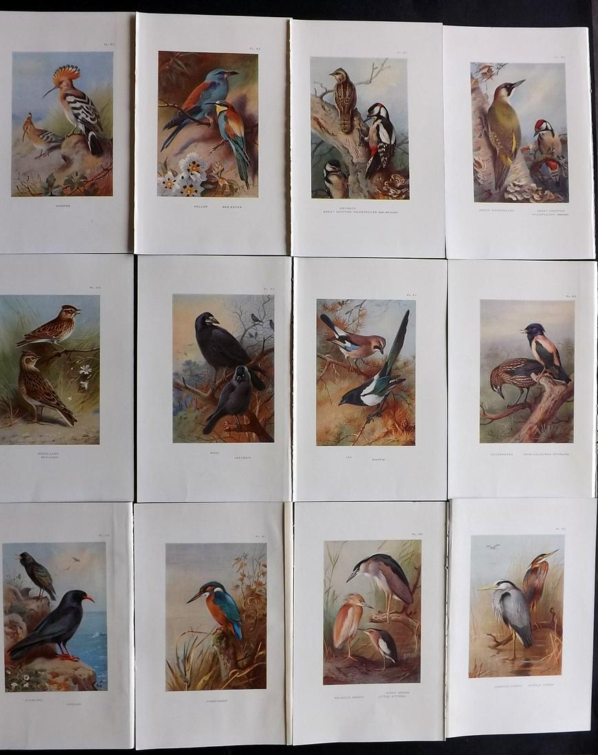 Thorburn, Archibald 1926 Lot of 12 Vintage Bird Prints (1 of 2)