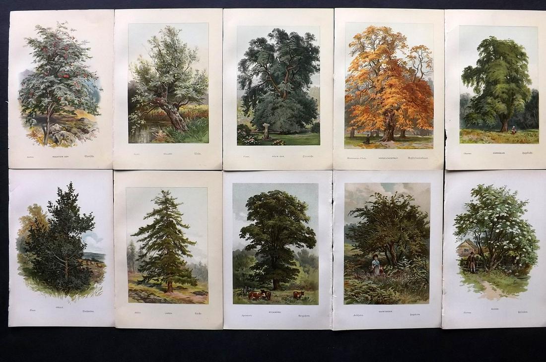 Boulger, George 1888 Lot of 10 First Ed. Tree Prints (1 of 2)