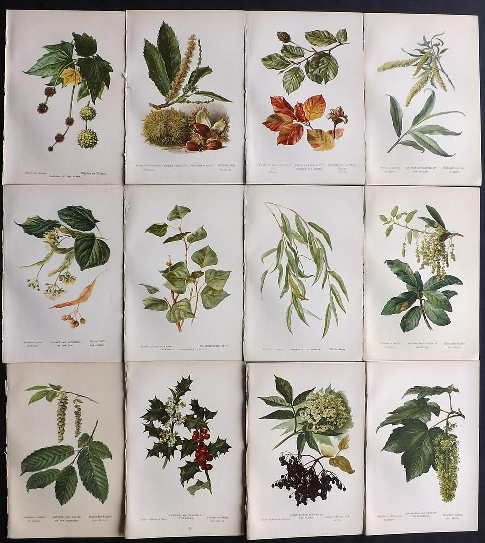 Boulger, George 1888 Lot of 12 First Ed. Botanical (1 of 2)