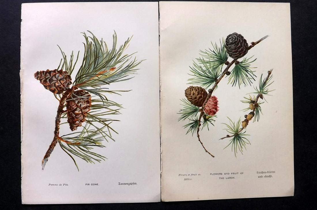 Boulger, George 1888 Pair of First Ed. Pine Cone Prints (1 of 2)
