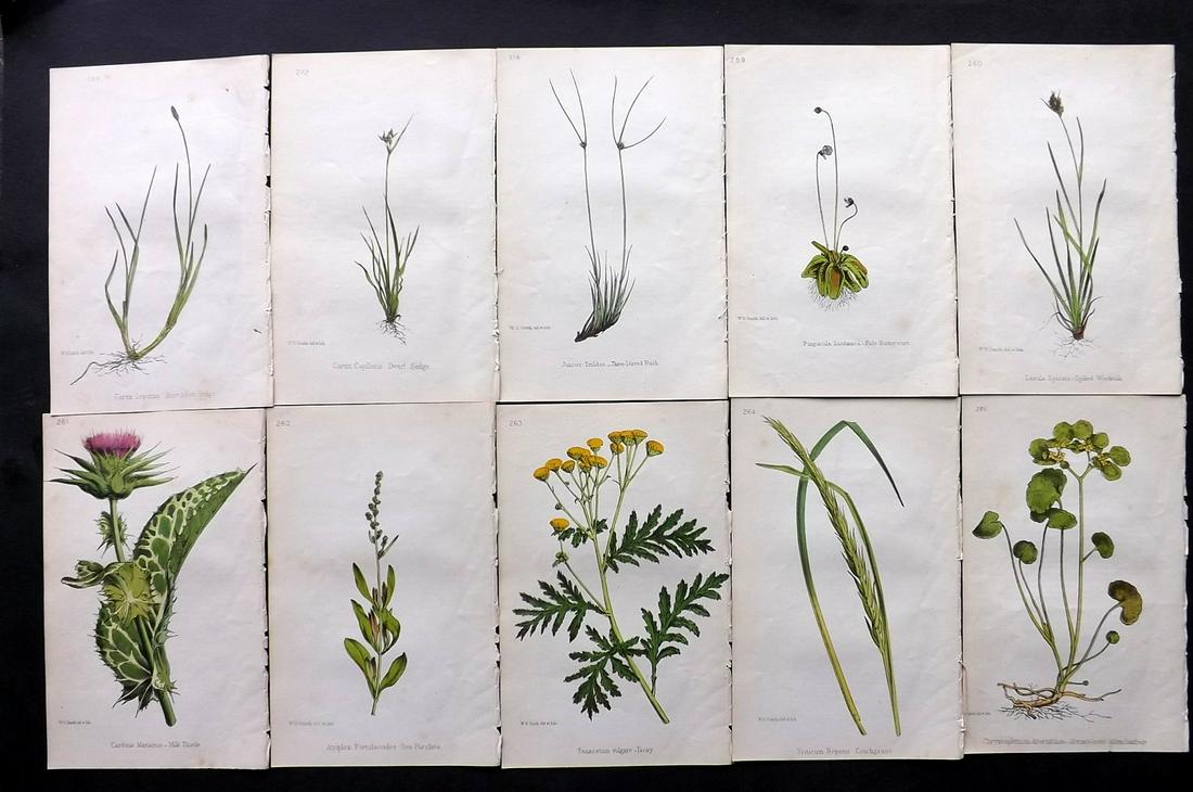 Hogg & Johnson C1870 Lot of 10 HCol Botanical Prints: Hand Coloured Lithographs Published 1863-1880, London for "The Wild Flowers of Great Britain" by Robert Hogg & George W. Johnson. Paper Size: 8.5 x 5 inch (22 x 14cm) Good Condition