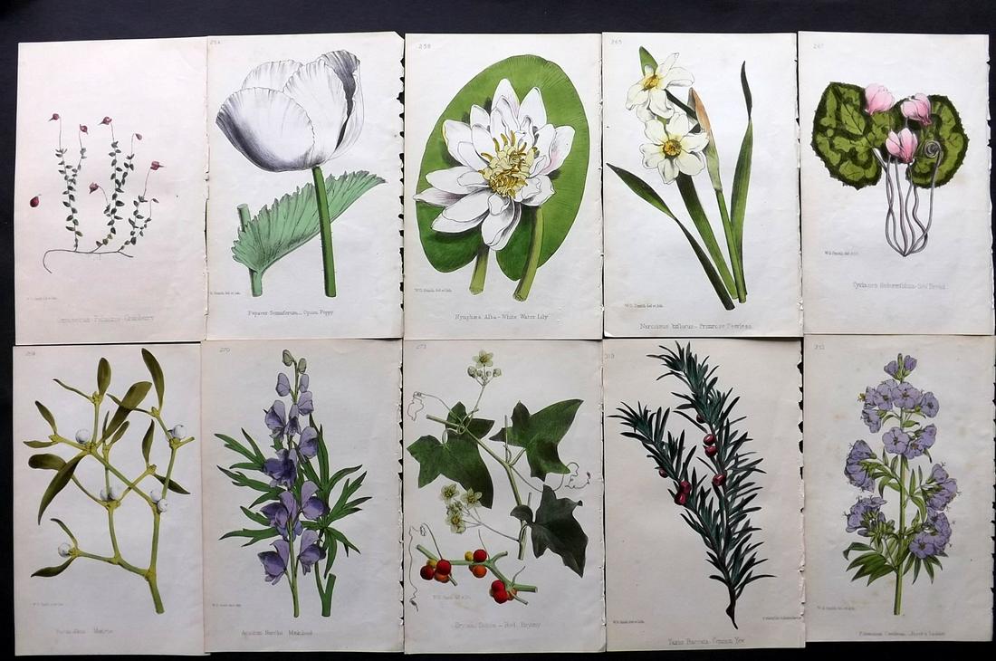 Hogg & Johnson C1870 Lot of 10 HCol Botanical Prints: Hand Coloured Lithographs Published 1863-1880, London for "The Wild Flowers of Great Britain" by Robert Hogg & George W. Johnson. Paper Size: 8.5 x 5 inch (22 x 14cm) Good Condition