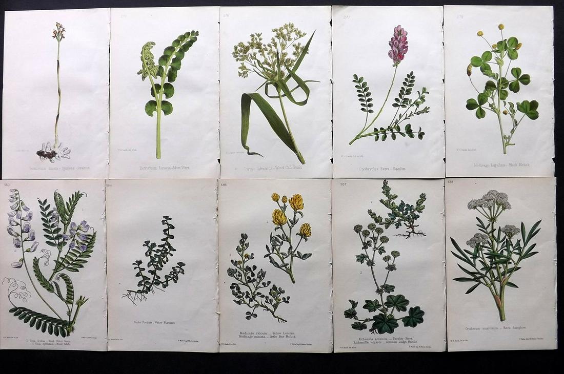 Hogg & Johnson C1870 Lot of 10 HCol Botanical Prints: Hand Coloured Lithographs Published 1863-1880, London for "The Wild Flowers of Great Britain" by Robert Hogg & George W. Johnson. Paper Size: 8.5 x 5 inch (22 x 14cm) Good Condition