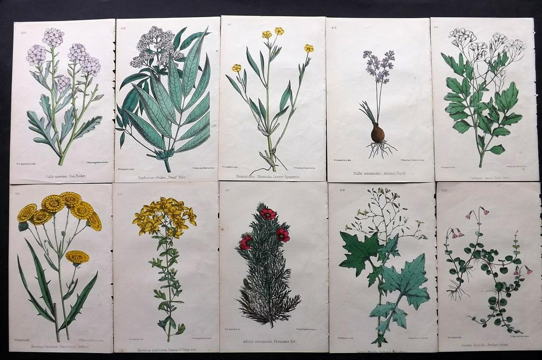 Hogg & Johnson C1870 Lot of 10 HCol Botanical Prints: Hand Coloured Lithographs Published 1863-1880, London for "The Wild Flowers of Great Britain" by Robert Hogg & George W. Johnson. Paper Size: 8.5 x 5 inch (22 x 14cm) Good Condition