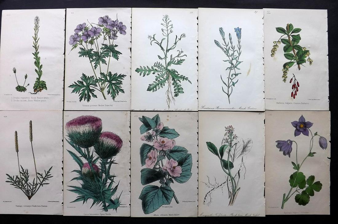 Hogg & Johnson C1870 Lot of 10 HCol Botanical Prints: Hand Coloured Lithographs Published 1863-1880, London for "The Wild Flowers of Great Britain" by Robert Hogg & George W. Johnson. Paper Size: 8.5 x 5 inch (22 x 14cm) Good Condition