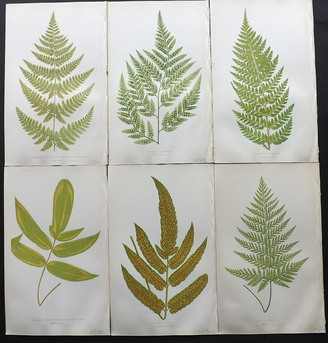 Lowe, Edward 1857 Lot of 6 Antique Fern Prints (1 of 2)