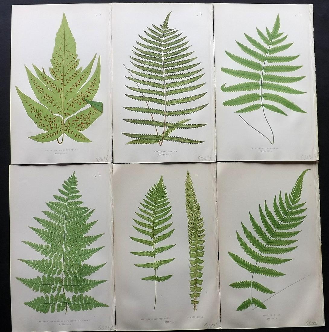 Lowe, Edward 1857 Lot of 6 Antique Fern Prints (1 of 2)