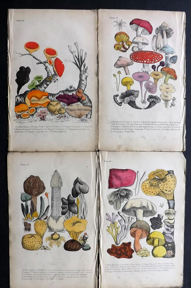 Plues, Margaret 1864 Lot of 4 Hand Col Fungi Mushrooms (1 of 2)