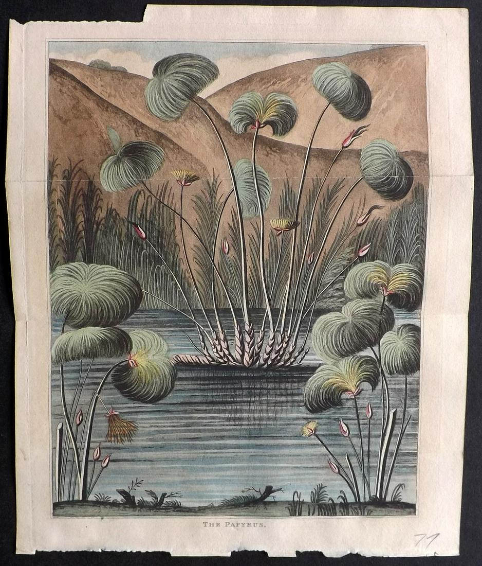 Shaw, Simeon 1823 Hand Col Botanical Print. Papyrus: Hand Colored Aquatint Published 1823, London for "Nature Displayed in the Heavens, and on the Earth" by Simeon Shaw. Folds as issued. Paper Size: 9.5 x 8 inch (24 x 20cm) Chip to top margin, otherwise