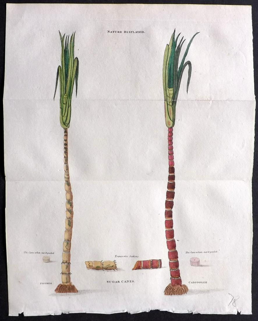 Shaw, Simeon 1823 Hand Col Botanical Print. Sugar Canes: Hand Colored Aquatint Published 1823, London for "Nature Displayed in the Heavens, and on the Earth" by Simeon Shaw. Folds as issued. Paper Size: 9.5 x 8 inch (24 x 20cm) Good Condition