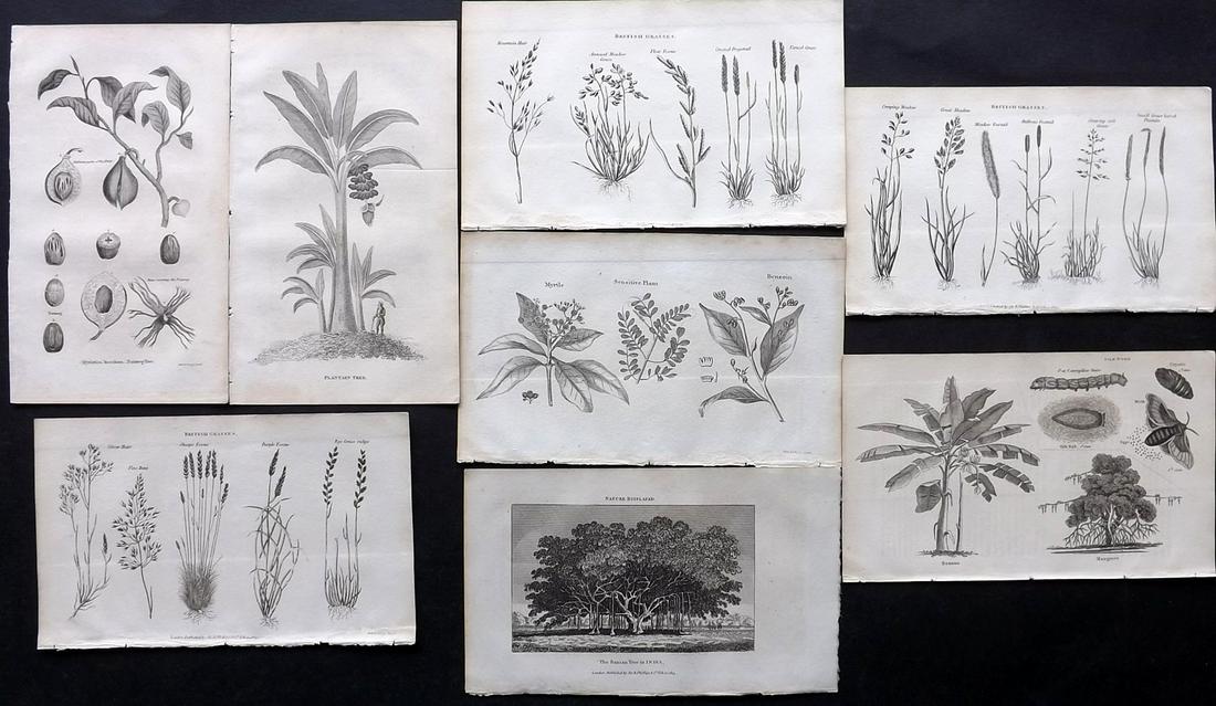 Shaw, Simeon 1823 Lot of 8 Botanical Prints (1 of 2)