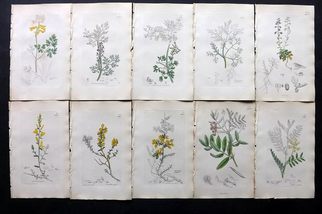 Sowerby, James C1840 Lot 10 Part HCol Botanical Prints: Partial Hand Colored Etchings only (as issued) Published London, 1832-46 for "English Botany; or, Coloured Figures of British Plants…" Second Edition by James Sowerby and Edward Smith. Paper Size: 9