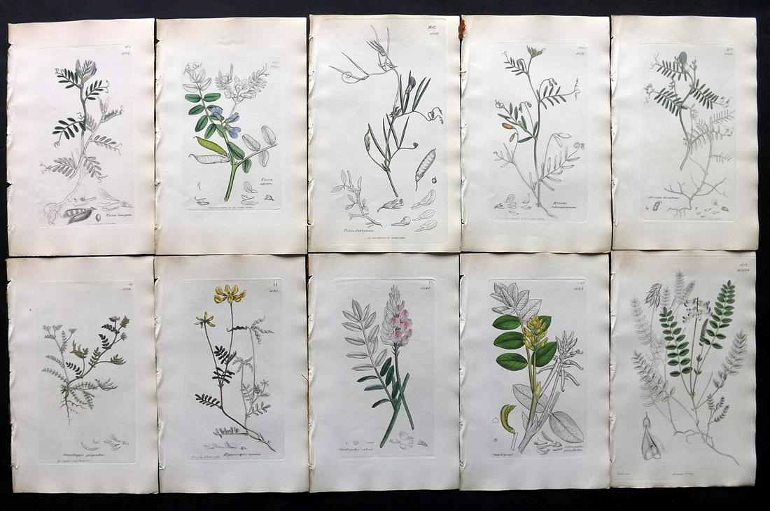 Sowerby, James C1840 Lot 10 Part HCol Botanical Prints: Partial Hand Colored Etchings only (as issued) Published London, 1832-46 for "English Botany; or, Coloured Figures of British Plants…" Second Edition by James Sowerby and Edward Smith. Paper Size: 9