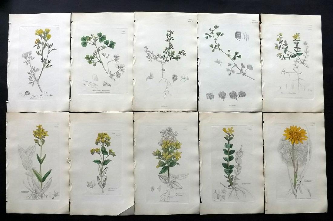 Sowerby, James C1840 Lot 10 Part HCol Botanical Prints: Partial Hand Colored Etchings only (as issued) Published London, 1832-46 for "English Botany; or, Coloured Figures of British Plants…" Second Edition by James Sowerby and Edward Smith. Paper Size: 9