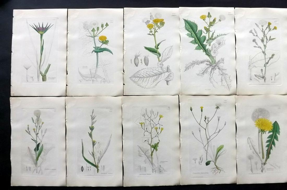 Sowerby, James C1840 Lot 10 Part HCol Botanical Prints: Partial Hand Colored Etchings only (as issued) Published London, 1832-46 for "English Botany; or, Coloured Figures of British Plants…" Second Edition by James Sowerby and Edward Smith. Paper Size: 9