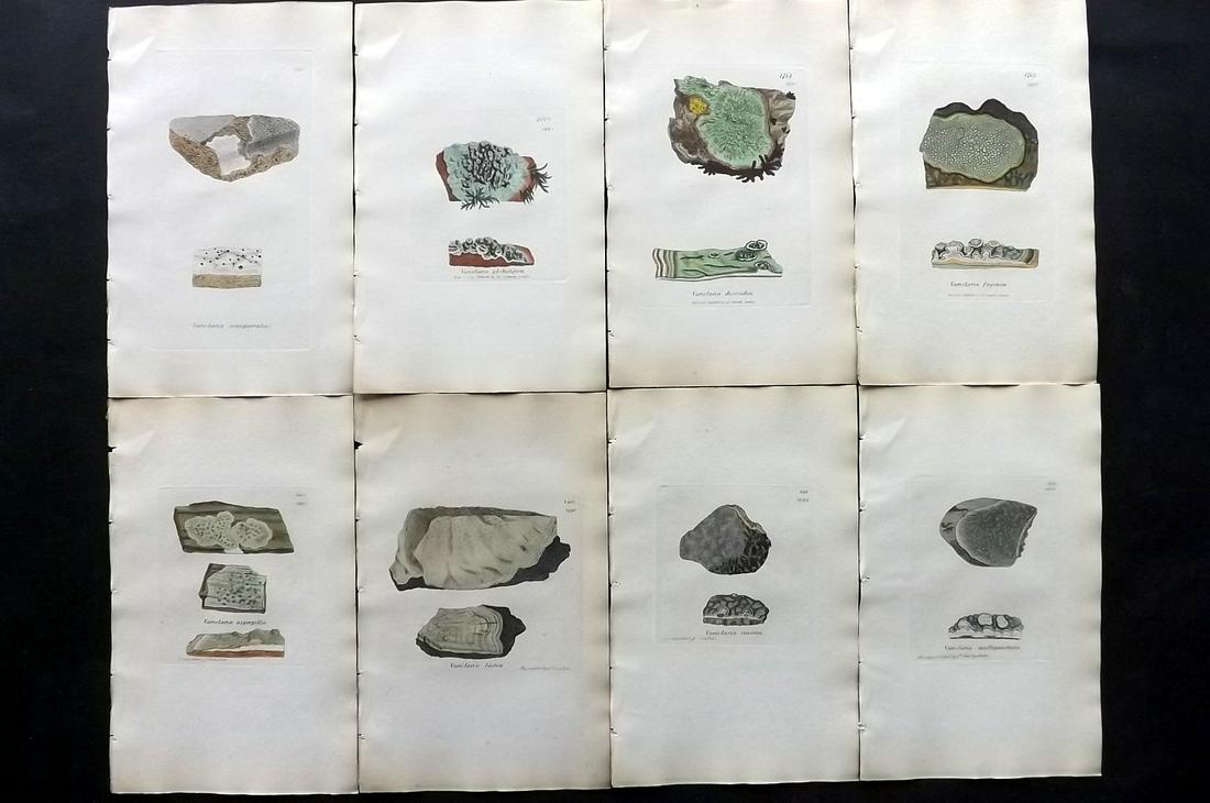 Sowerby, James C1840 Lot 8 HC Botanical Prints Lichens: Full Hand Colored Etchings Published London, 1832-46 for "English Botany; or, Coloured Figures of British Plants…" Second Edition by James Sowerby and Edward Smith. Paper Size: 9 x 5.5 inch (23 x 14