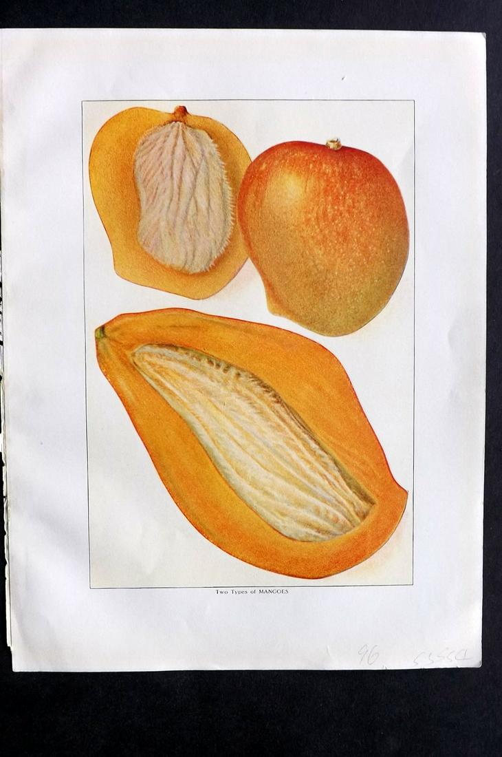 Ward, Artemas 1911 Botanical Print. Mangoes Fruit: Offset Lithograph Published 1911, New York for "The Grocer's Encyclopedia" Compiled by Artemas Ward. Paper Size: 11 x 8.5 (28 x 22cm) Slight paper adhesion in left margin. Good Condition