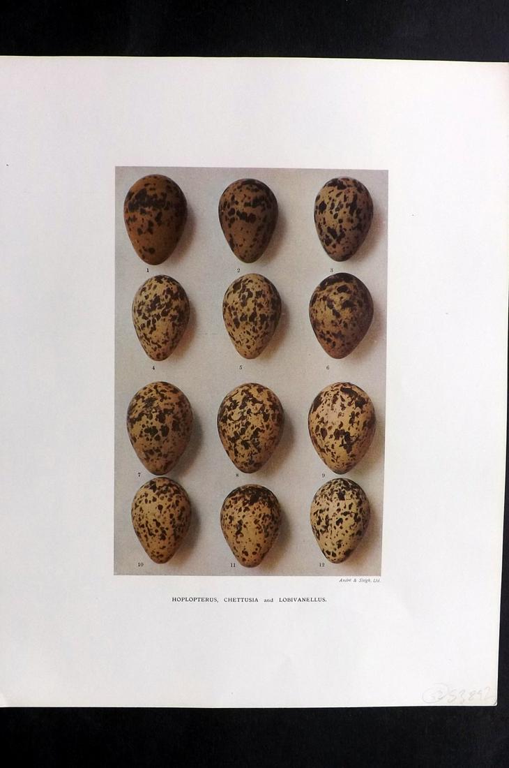 Dresser, Henry 1910 Bird Egg Print. Hoplopterus: Folio Halftone Lithograph Published 1905-10, London for "Eggs Of The Birds Of Europe..." by Henry Dresser. Rare. Paper Size: 13 x 10 inch (33 x 25cm) Good Condition