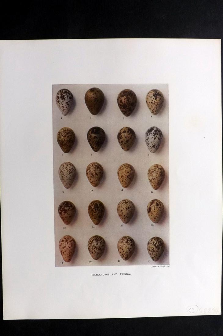 Dresser, Henry 1910 Bird Egg Print. Phalaropus: Folio Halftone Lithograph Published 1905-10, London for "Eggs Of The Birds Of Europe..." by Henry Dresser. Rare. Paper Size: 13 x 10 inch (33 x 25cm) Good Condition