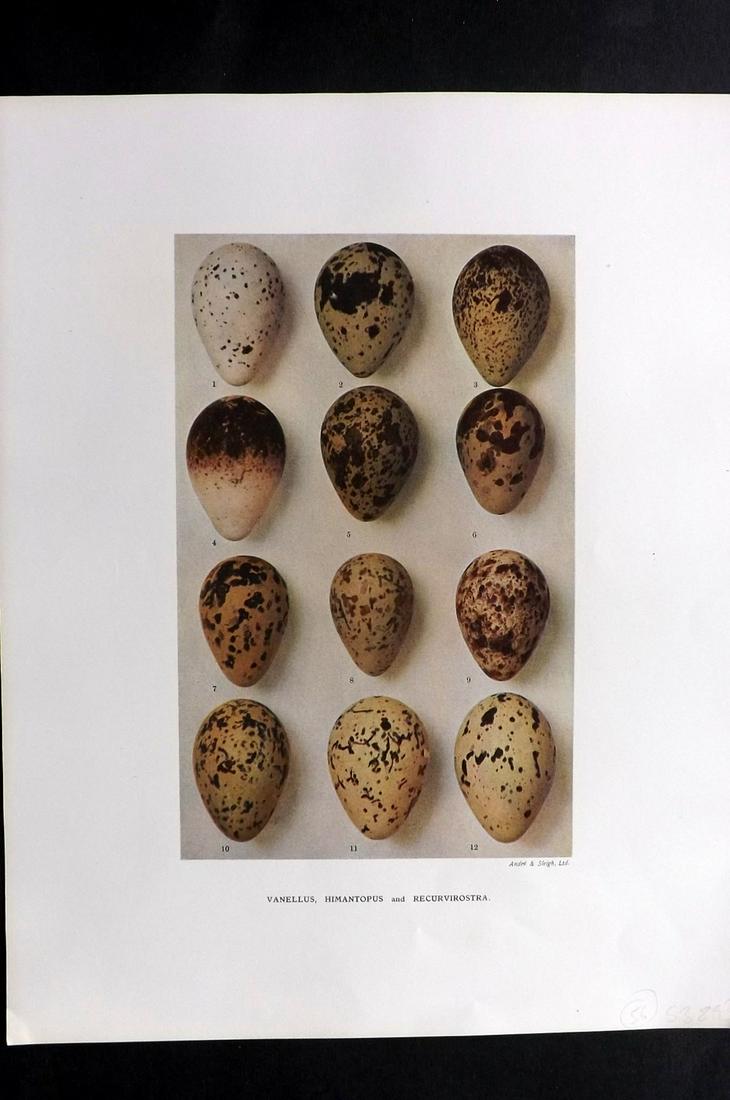 Dresser, Henry 1910 Bird Egg Print. Vanellus Himantopus: Folio Halftone Lithograph Published 1905-10, London for "Eggs Of The Birds Of Europe..." by Henry Dresser. Rare. Paper Size: 13 x 10 inch (33 x 25cm) Good Condition