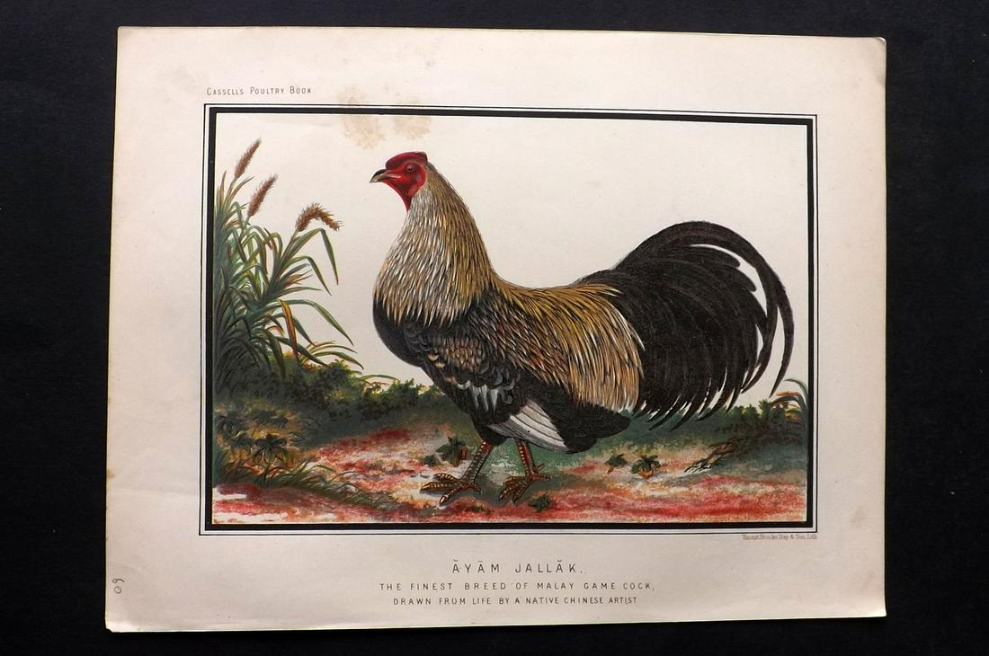 Ludlow & Wright C1880 Poultry Print. Malay Game Cock: Chromolithographs published 1873-80 by Cassell & Co, London for "The Illustrated Book of Poultry" by Lewis Wright. Illustrated by J. W. Ludlow. Paper Size: 10.5 x 8 inch (27 x 21cm) Small tone mark at