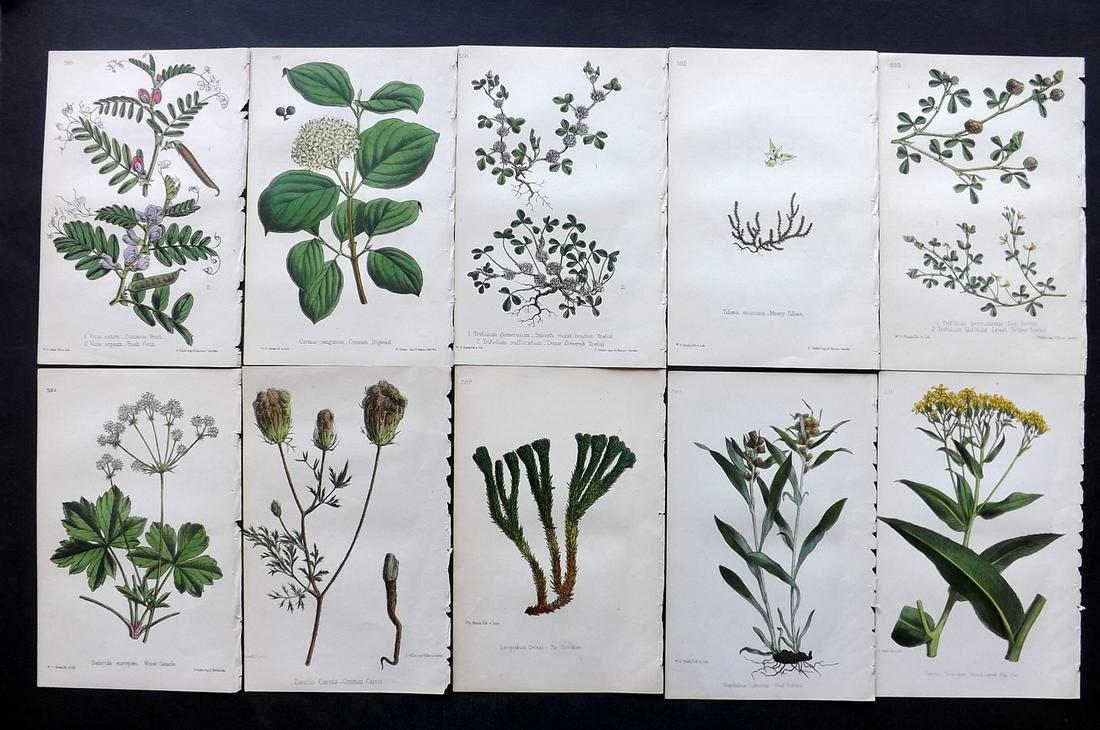 Hogg & Johnson C1870 Lot of 10 HCol Botanical Prints: Hand Coloured Lithographs Published 1863-1880, London for "The Wild Flowers of Great Britain" by Robert Hogg & George W. Johnson. Paper Size: 8.5 x 5 inch (22 x 14cm) Good Condition