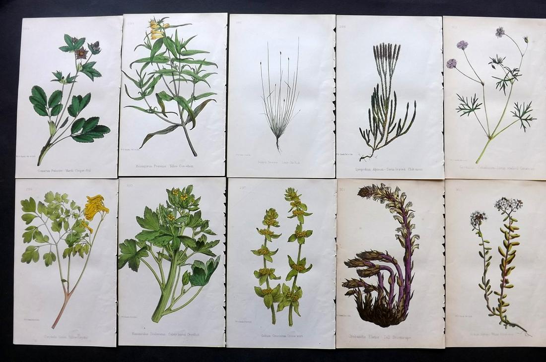 Hogg & Johnson C1870 Lot of 10 HCol Botanical Prints: Hand Coloured Lithographs Published 1863-1880, London for "The Wild Flowers of Great Britain" by Robert Hogg & George W. Johnson. Paper Size: 8.5 x 5 inch (22 x 14cm) Good Condition