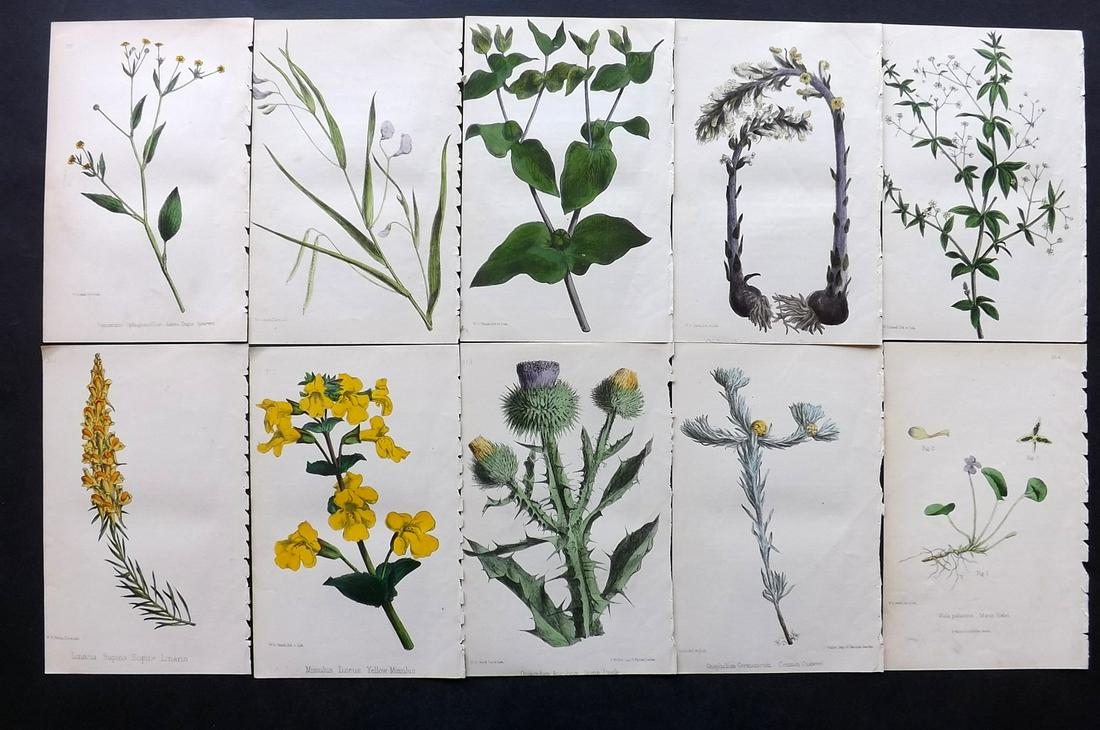 Hogg & Johnson C1870 Lot of 10 HCol Botanical Prints: Hand Coloured Lithographs Published 1863-1880, London for "The Wild Flowers of Great Britain" by Robert Hogg & George W. Johnson. Paper Size: 8.5 x 5 inch (22 x 14cm) Good Condition