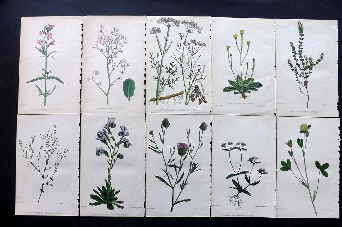 Hogg & Johnson C1870 Lot of 10 HCol Botanical Prints: Hand Coloured Lithographs Published 1863-1880, London for "The Wild Flowers of Great Britain" by Robert Hogg & George W. Johnson. Paper Size: 8.5 x 5 inch (22 x 14cm) Good Condition