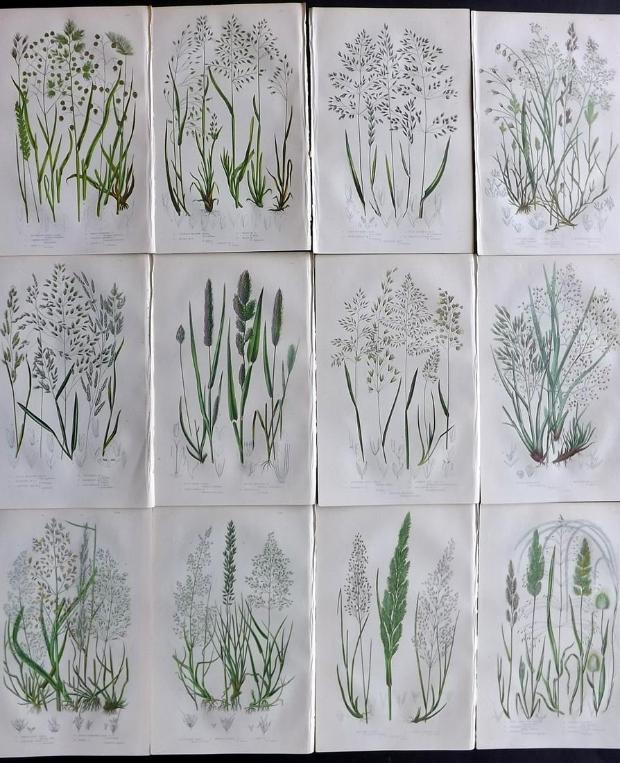 Pratt, Anne C1870 Lot of 12 Antique Botanical Prints: Chromolithographs Published C1870 by Frederick Warne & Co, London for "The Flowering Plants, Grasses, Sedges and Ferns of Great Britain" by Anne Pratt. Paper Size: 9 x 6 inch (23 x 15cm) Good Conditio