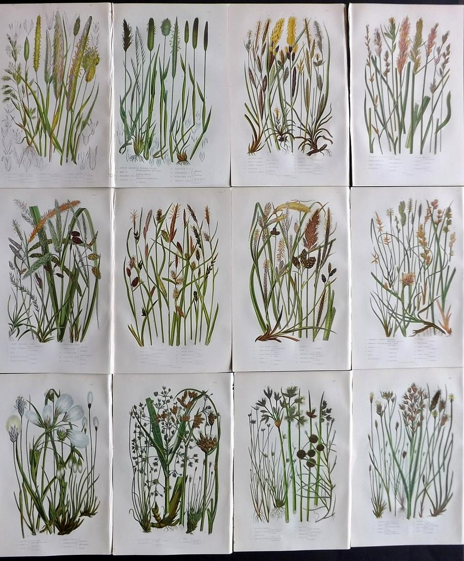 Pratt, Anne C1870 Lot of 12 Antique Botanical Prints: Chromolithographs Published C1870 by Frederick Warne & Co, London for "The Flowering Plants, Grasses, Sedges and Ferns of Great Britain" by Anne Pratt. Paper Size: 9 x 6 inch (23 x 15cm) Good Conditio