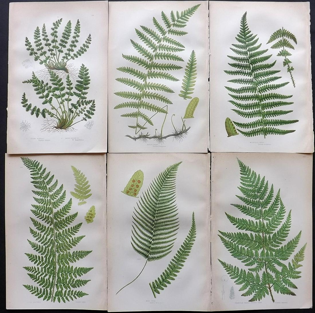 Pratt, Anne C1870 Lot of 6 Antique Fern Prints (1 of 2)