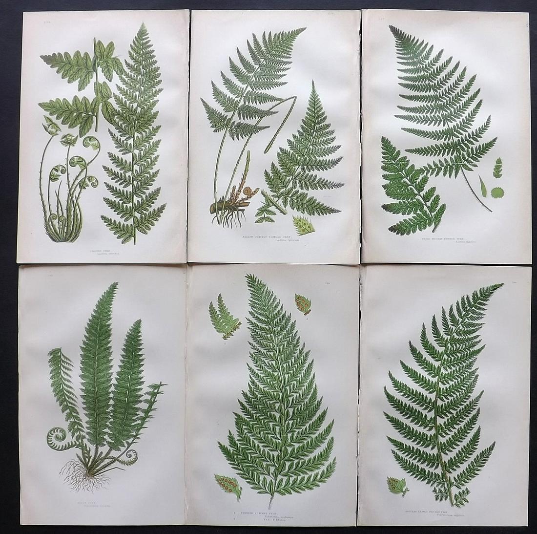 Pratt, Anne C1870 Lot of 6 Antique Fern Prints (1 of 2)