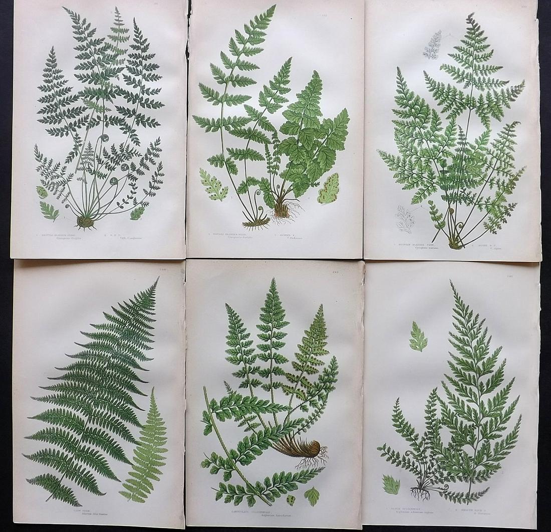 Pratt, Anne C1870 Lot of 6 Antique Fern Prints (1 of 2)