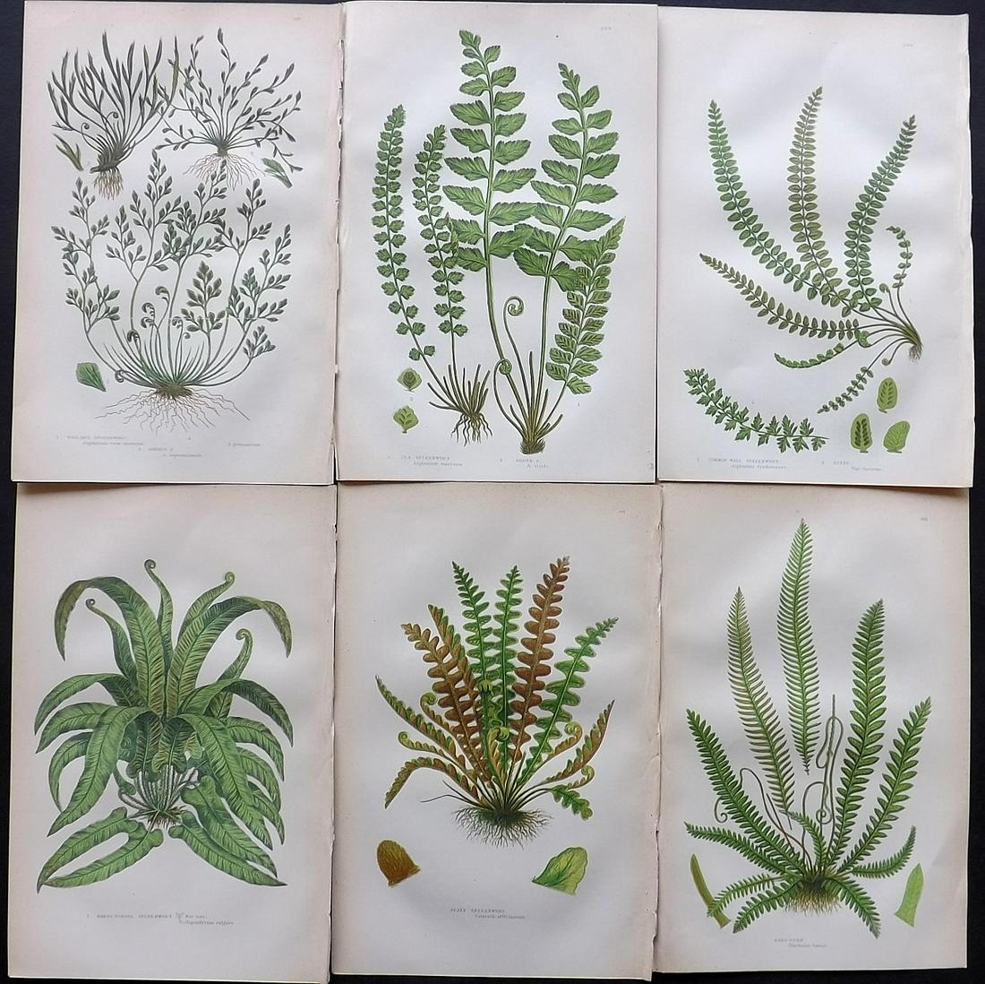 Pratt, Anne C1870 Lot of 6 Antique Fern Prints (1 of 2)