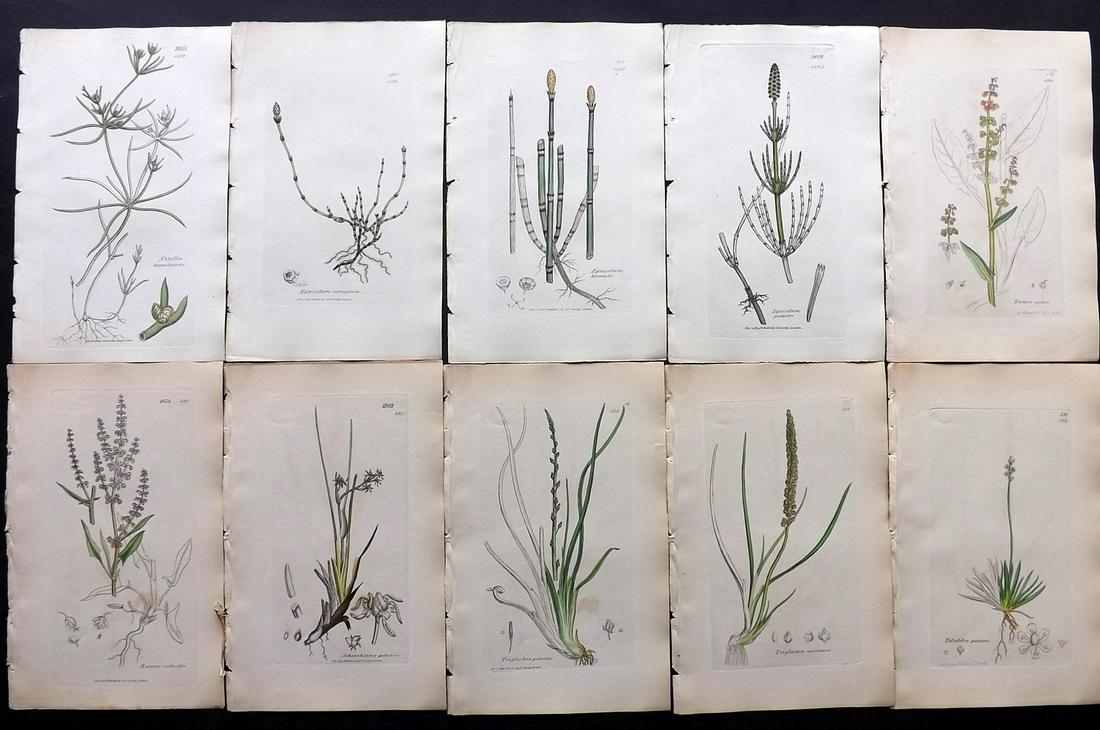 Sowerby, James C1840 Lot 10 Part HCol Botanical Prints: Partial Hand Colored Etchings only (as issued) Published London, 1832-46 for "English Botany; or, Coloured Figures of British Plants…" Second Edition by James Sowerby and Edward Smith. Paper Size: 9