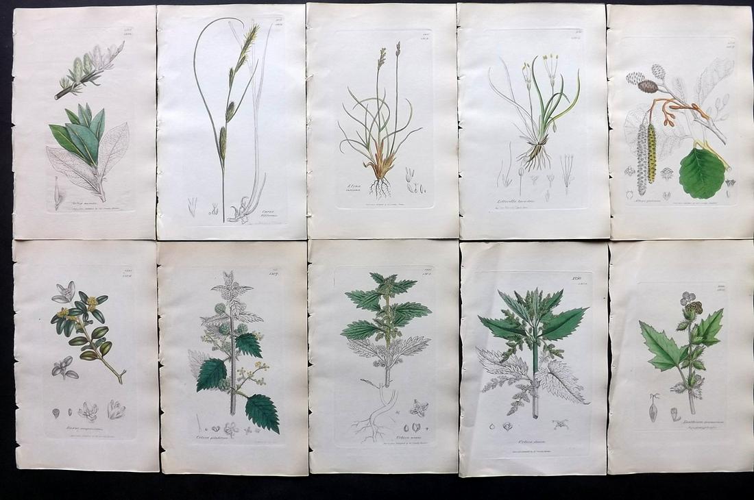 Sowerby, James C1840 Lot 10 Part HCol Botanical Prints: Partial Hand Colored Etchings only (as issued) Published London, 1832-46 for "English Botany; or, Coloured Figures of British Plants…" Second Edition by James Sowerby and Edward Smith. Paper Size: 9